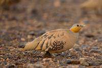 Sandgrouse Spotted