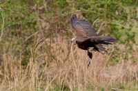 November 2019  South Luangwa, Zambia