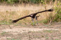 November 2019  South Luangwa, Zambia