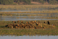 December 2022  Keoladeo, Rajasthan