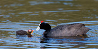 Coot Red-knobbed
