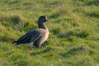 February 2025  Snettisham, Norfolk