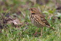 Pipit Meadow