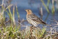 Pipit Red-throated