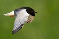 Tern White-winged