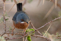 Warbler Subalpine Western