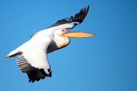 Pelican White