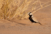 Sparrow-Lark Black-crowned