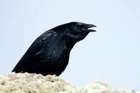Crow Carrion