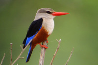 Kingfisher Grey-headed