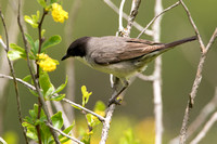 May 2019  David Gareji, Georgia