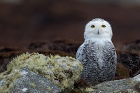 Owl Snowy