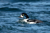 Goldeneye Barrow's