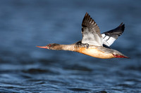 Merganser Red-Breasted