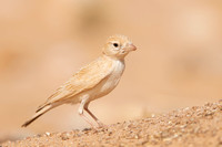 March 2020  Aousserd, Western Sahara