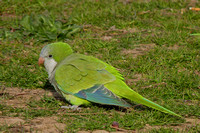 Parakeet Monk