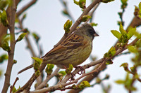 Bunting Black-faced
