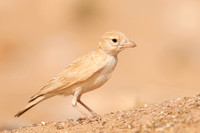 March 2020  Aousserd, Western Sahara