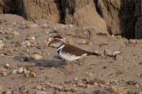 Plover Three-banded
