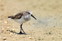 September 2023  Mustang Island, Corpus Christi, Texas