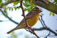 Bunting Yellow-breasted