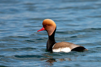 Pochard Red-crested