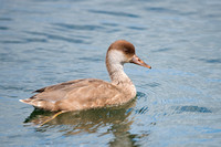 August 2017  Farmoor, Oxon