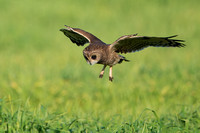 Owl Marsh