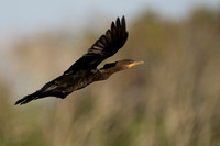 Cormorant Double-crested