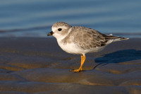 Plover Piping