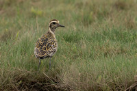 August 2021  Frampton Marshes, Lincolnshire