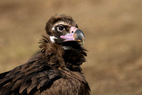 Vulture Black