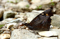 Nettle-tree Butterfly