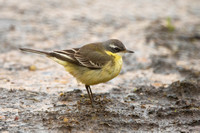 Wagtail Yellow Eastern