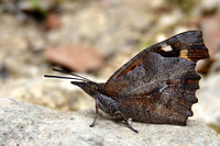 Nettle-tree Butterfly