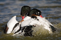 January 2019  Slimbridge, Gloucestershire