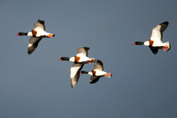 December 2014  Slimbridge, Gloucestershire