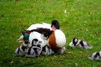 June 2013  Slimbridge, Gloucestershire