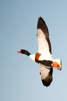 January 2016  Slimbridge, Gloucestershire