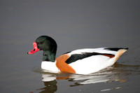 January 2016  Slimbridge, Gloucestershire