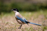 Magpie Azure-winged