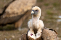Vulture Griffon