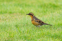 October 2021  Papa Westray, Orkney