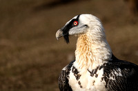 Vulture Bearded