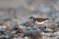 May 2015  Slaughter Beach, Delaware