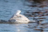 February 2014  Slimbridge, Gloucestershire