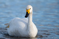 February 2014  Slimbridge, Gloucestershire