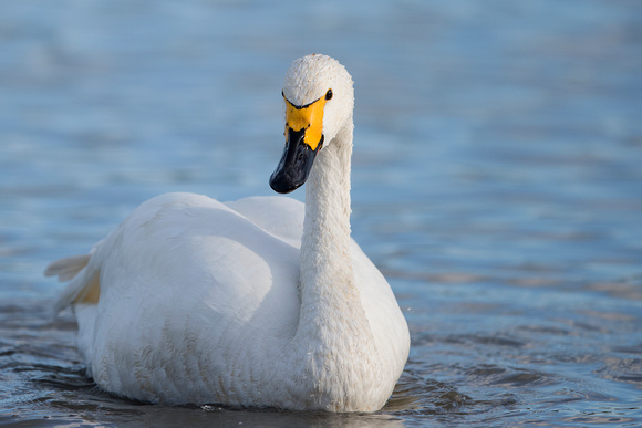 February 2014  Slimbridge, Gloucestershire