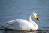 February 2014  Slimbridge, Gloucestershire