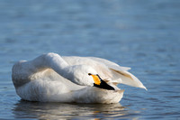 February 2014  Slimbridge, Gloucestershire